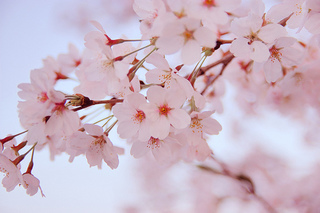 桜の花.jpg